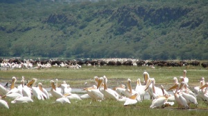 amboseli