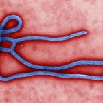 Sestra se v Texasu od mrtvého nakazila ebolou 2