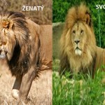 Jaký je rozdíl mezi zadaným a svobodným mužem 7