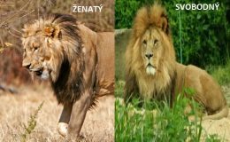 Jaký je rozdíl mezi zadaným a svobodným mužem 6