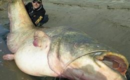 I toto žije v evropských řekách: sumec větší než člověk 5