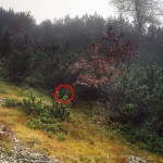 Najděte na fotkách odstřelovače. Zaručeně se Vám to nepodaří. 10