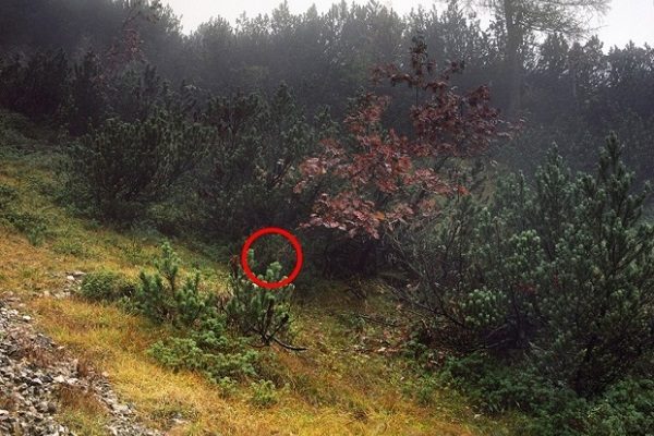 Najděte na fotkách odstřelovače. Zaručeně se Vám to nepodaří. 1