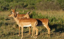 Zvířata, která jsme již vyhubili. 8