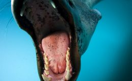 Muž plaval s ledním medvědem a tuleň mu nosil ... 7