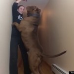 Pitbul váží neuvěřitelných 78 kilo 12