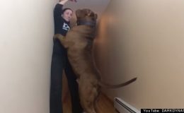 Pitbul váží neuvěřitelných 78 kilo 5