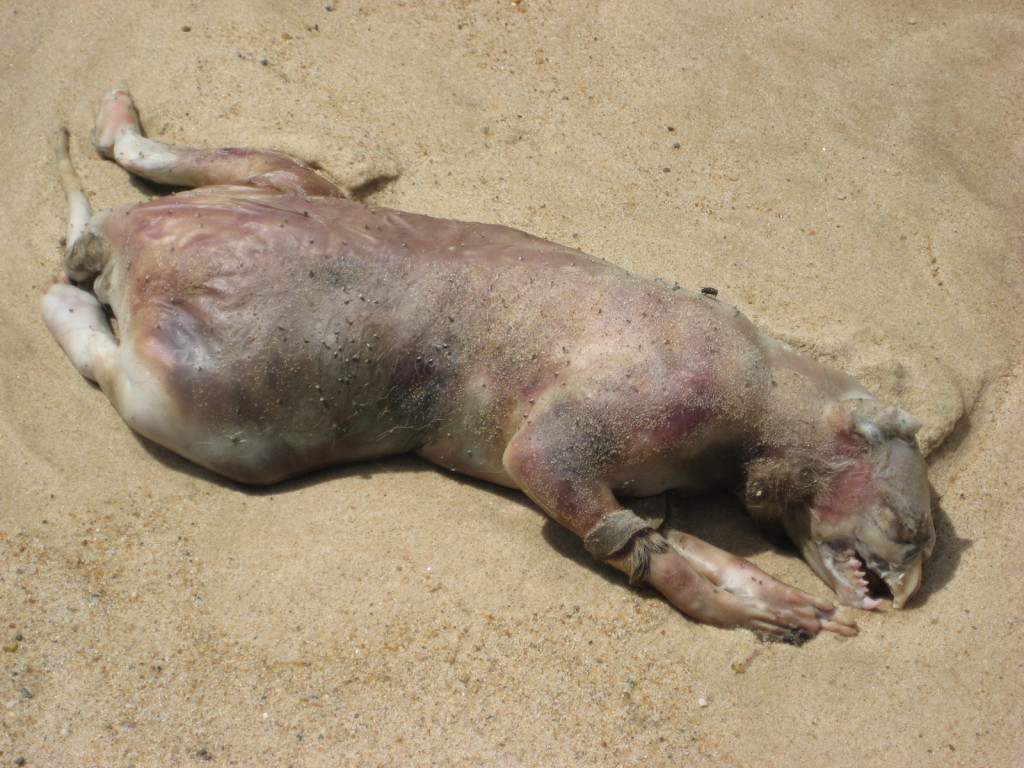 mt25921,1242068559,montauk_monster_HIRES_1