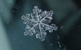 Nejfascinující věci, které jsou vidět pouze pod mikroskopem 8