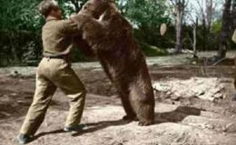 Zbožňoval pivo a cigarety. Medvěd, který bojoval v druhé světové válce 7