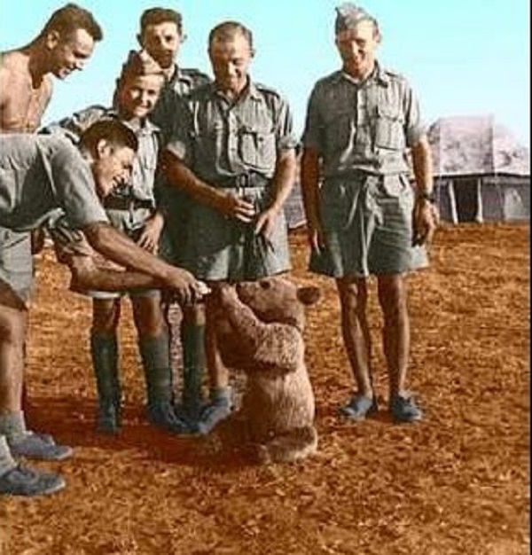 Wojtek_at_Winfield_Aerodrome_on_Sunwick_Farm,_near_Hutton_in_Berwickshire_after_the_war