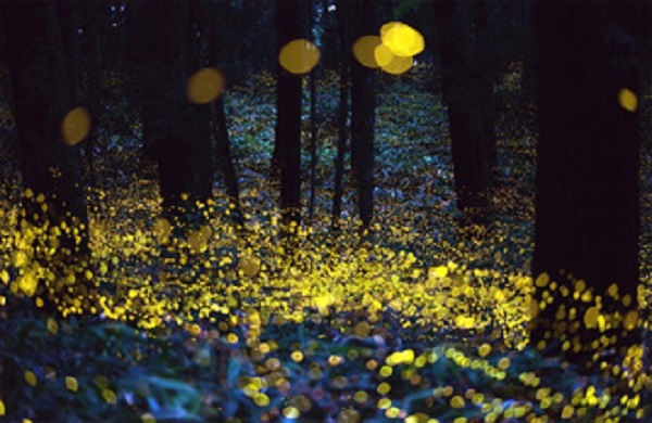 fireflies-on-long-exposure-photo-42880