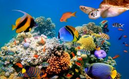 Konečně zajímavé Selfy: Hezké ženy a mořské příšery 2