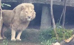 V ulicích běhali hroši, tygři i lvi 3