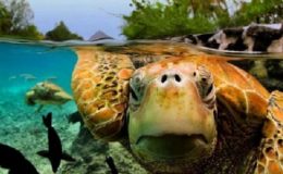 Co se skrývá pod hladinou? 1