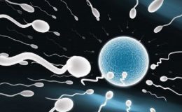 5 věcí, které netušíte o spermiích 3