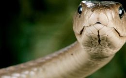 Hadi, kteří přecenili svůj apetit 40