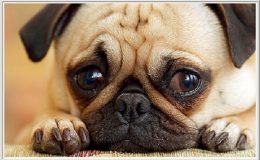 Máte psa? Dejte si pozor, tato jídla ho mohou zabít 1