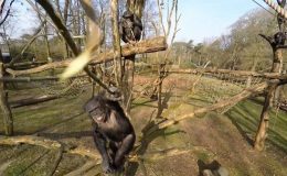 Podívejte se na zvířata s královskými výdělky 5