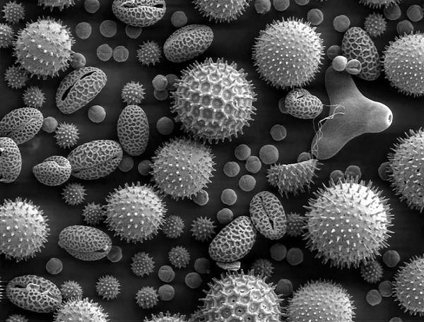 Pollen-plants1-1024x779