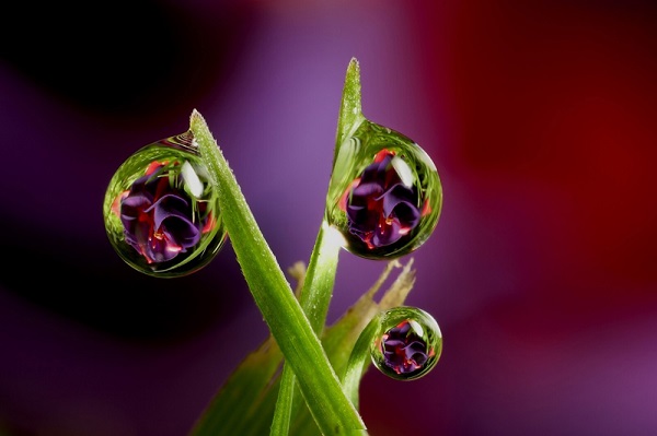 Image: 0022050999, License: Rights managed, Restrictions: **WORLD RIGHTS**, WORTHING, UK: This incredibly detailed photo of a Fuchsia seen in a dewdrop hanging on a blade of grass is taken by amateur photographer Brian Valenbtine at his home in Worthing, UK. Keen photographer Brian Valentine has taken these amazing photographs in his back garden using a macro lense., Place: United Kingdom, Model Release: No or not aplicable, Credit line: Profimedia.cz, Barcroft Media