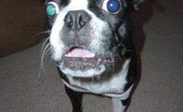 Úžasné rekordy z říše zvířat: kolik měří nejdelší had? 7