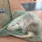Na univerzitě chytili megahlodavca. Vážil neuvěřitelných ... 8