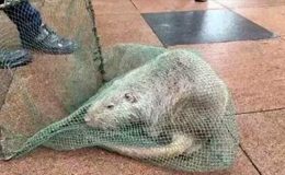 Na univerzitě chytili megahlodavca. Vážil neuvěřitelných ... 37