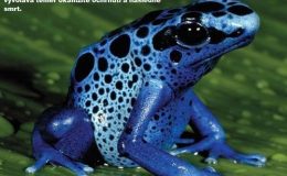 Amazonský prales vědce nepřestává šokovat. Překvapí i vás? 39