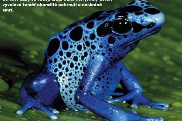 Amazonský prales vědce nepřestává šokovat. Překvapí i vás? 1
