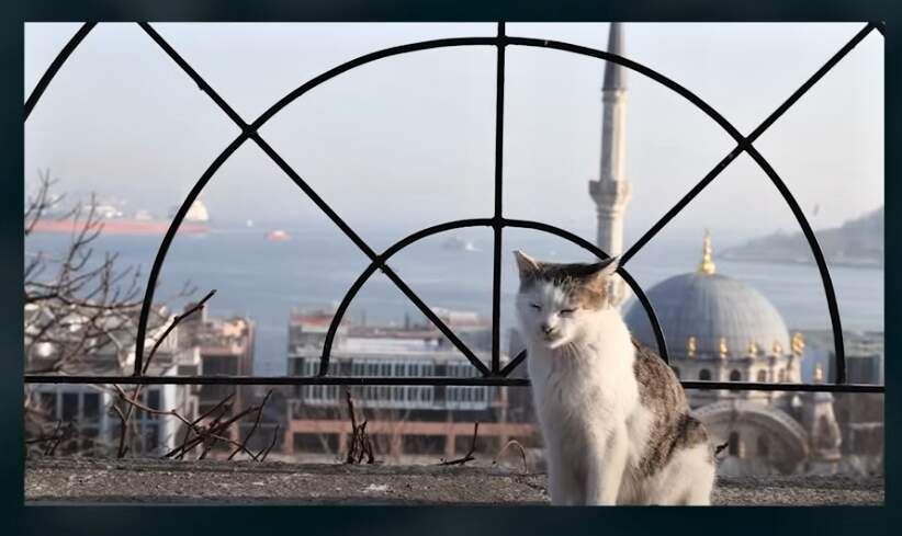 Istanbulské fotky, které vám popletou hlavu 11
