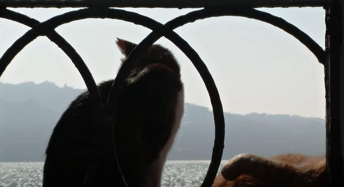 Istanbulské fotky, které vám popletou hlavu 12