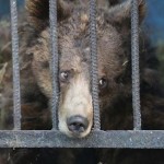 Nejsmutnější zoo světa: sem byste rozhodně zavítat nechtěli 11
