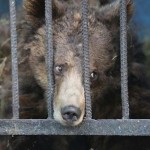 Nejsmutnější zoo světa: sem byste rozhodně zavítat nechtěli 8