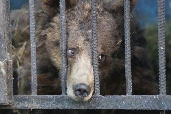 Nejsmutnější zoo světa: sem byste rozhodně zavítat nechtěli 1
