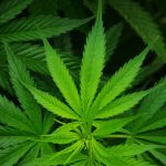 Marihuana zřejmě nesnižuje šance na početí 8