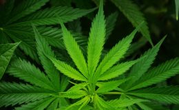 Marihuana zřejmě nesnižuje šance na početí 38