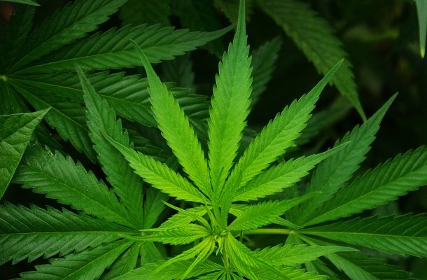Marihuana zřejmě nesnižuje šance na početí 1