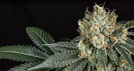 Cannabis Company navrhuje náplast proti bolesti při neuropatii a fibromyalgii 1
