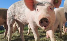 Slovensko je pro mor prasat v Česku stále v pohotovosti 1