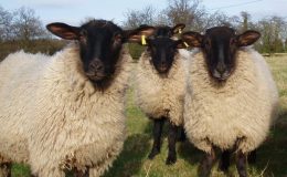 Je nejvyšší čas přestat nosit vlnu, říká zakladatelka PETA 7