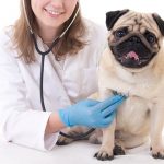 Pozor! Jen díky jedné pilulce může váš pejsek žít o 15 měsíců déle! 11