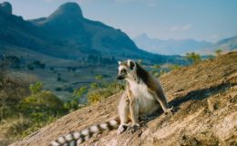 MADAGASKAR - ZEMĚ LEMURŮ 3