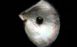 ŽENA TÉMĚŘ SNĚDLA VZÁCNOU PERLU 2