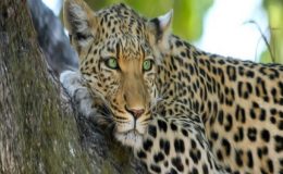 KAM JÍT V ROCE 2017 - SRÍ LANKA 2