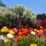 VZÍT SI DOVOLENOU A PROHLÉDNOUT SI JAPONSKÉ WiSTERIA JE NEJLEPŠÍ ROZHODNUTÍ! 10