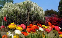 VZÍT SI DOVOLENOU A PROHLÉDNOUT SI JAPONSKÉ WiSTERIA JE NEJLEPŠÍ ROZHODNUTÍ! 41