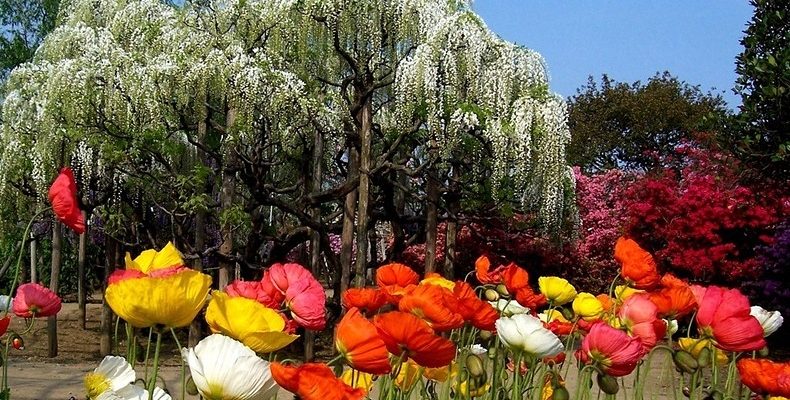 VZÍT SI DOVOLENOU A PROHLÉDNOUT SI JAPONSKÉ WiSTERIA JE NEJLEPŠÍ ROZHODNUTÍ! 1