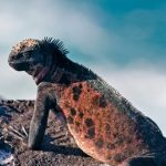 EXPEDICE QUASAR – VYDEJTE SE S RICHARDEM DAWKINSNEM  NA GALAPÁGY 7