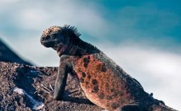EXPEDICE QUASAR – VYDEJTE SE S RICHARDEM DAWKINSNEM  NA GALAPÁGY 42